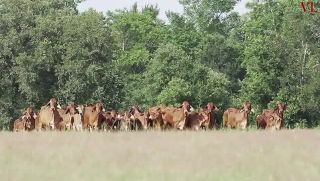 Nuestra historia!!! Más de 60 años en la cría del Brahman Rojo ...