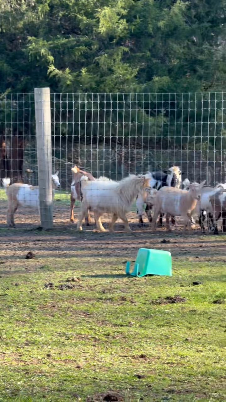 Meet all the family 🩵 - Clanton Ridge Farm | Facebook