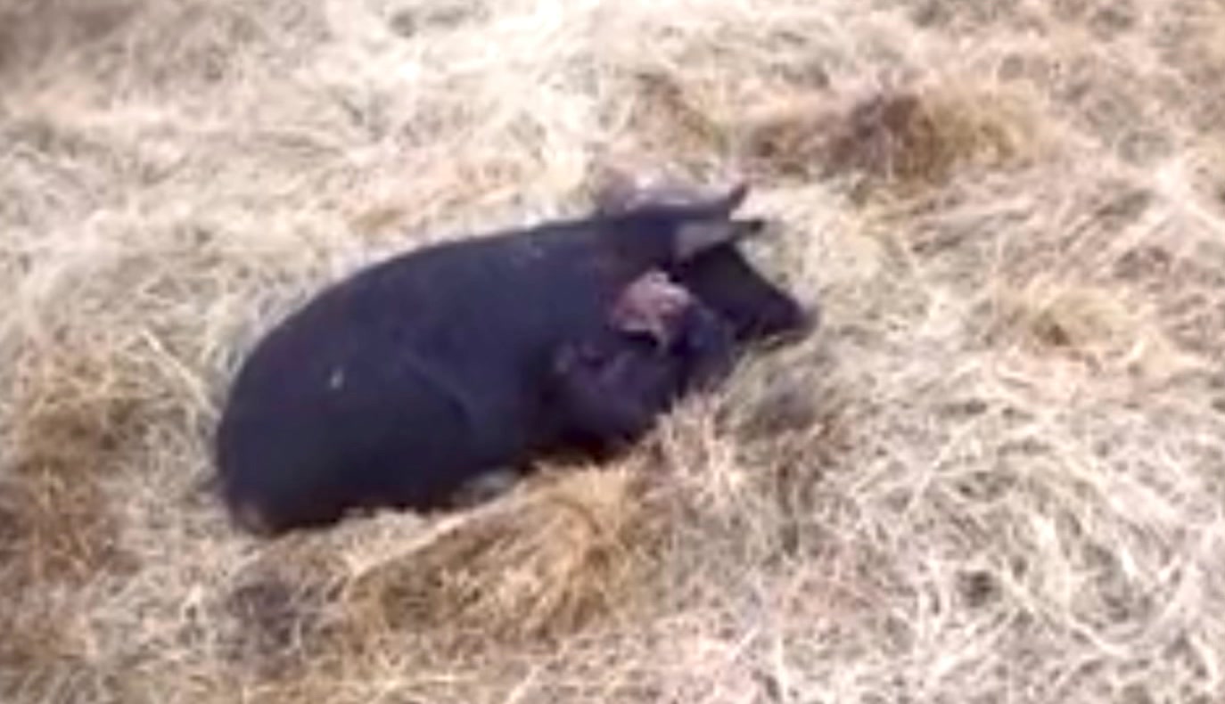 This time 10 years ago, all my sows were farrowing. I had hundreds of ...