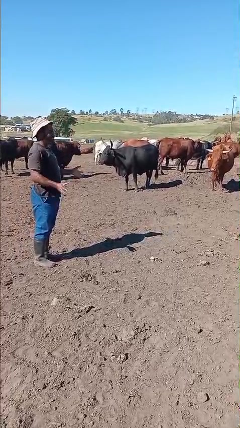 Shibhile Farm | Cato Ridge