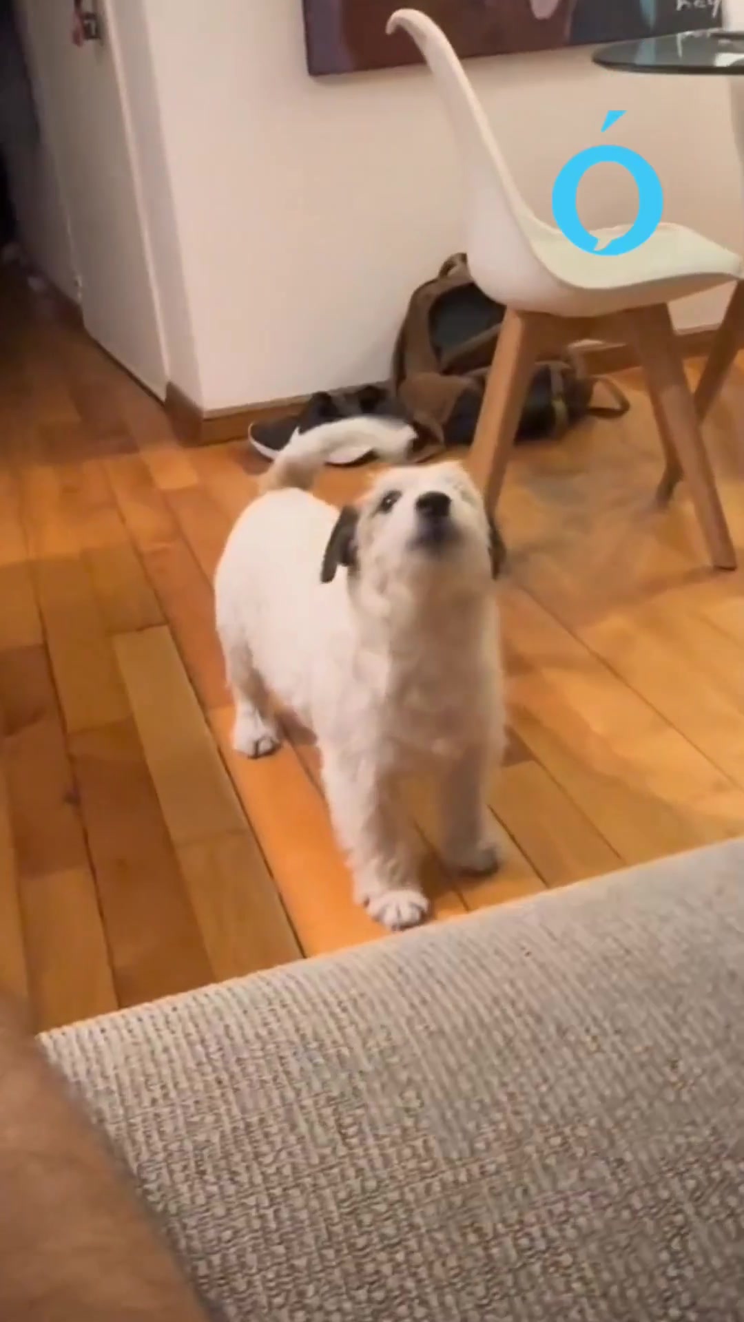LA GRACIOSA REACCIÓN DE RAMONCITO, EL PERRO VIRAL QUE ENLOQUECE CUANDO ...