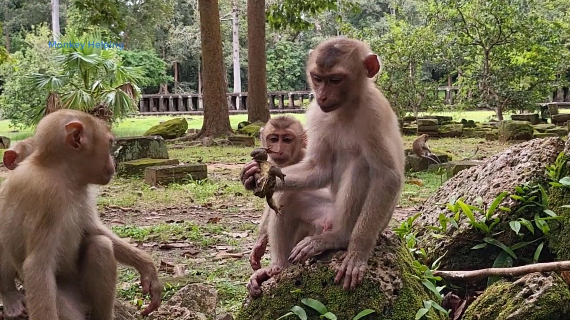 Funny Monkey Rojo Playing Toad | Monkeys vs Toad | Monkey Helping ...