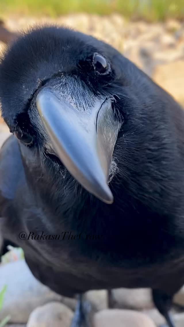 Starting the day with crow joy 🐦‍⬛☀️ The world’s a mess, but I hope ...