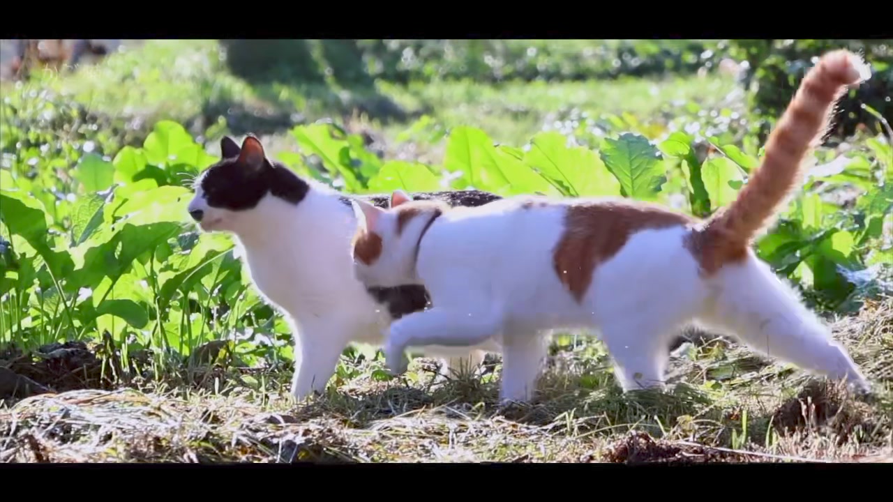 style：kagoneko tayori :re -066- #かご猫 #のせ猫 #かご猫便り