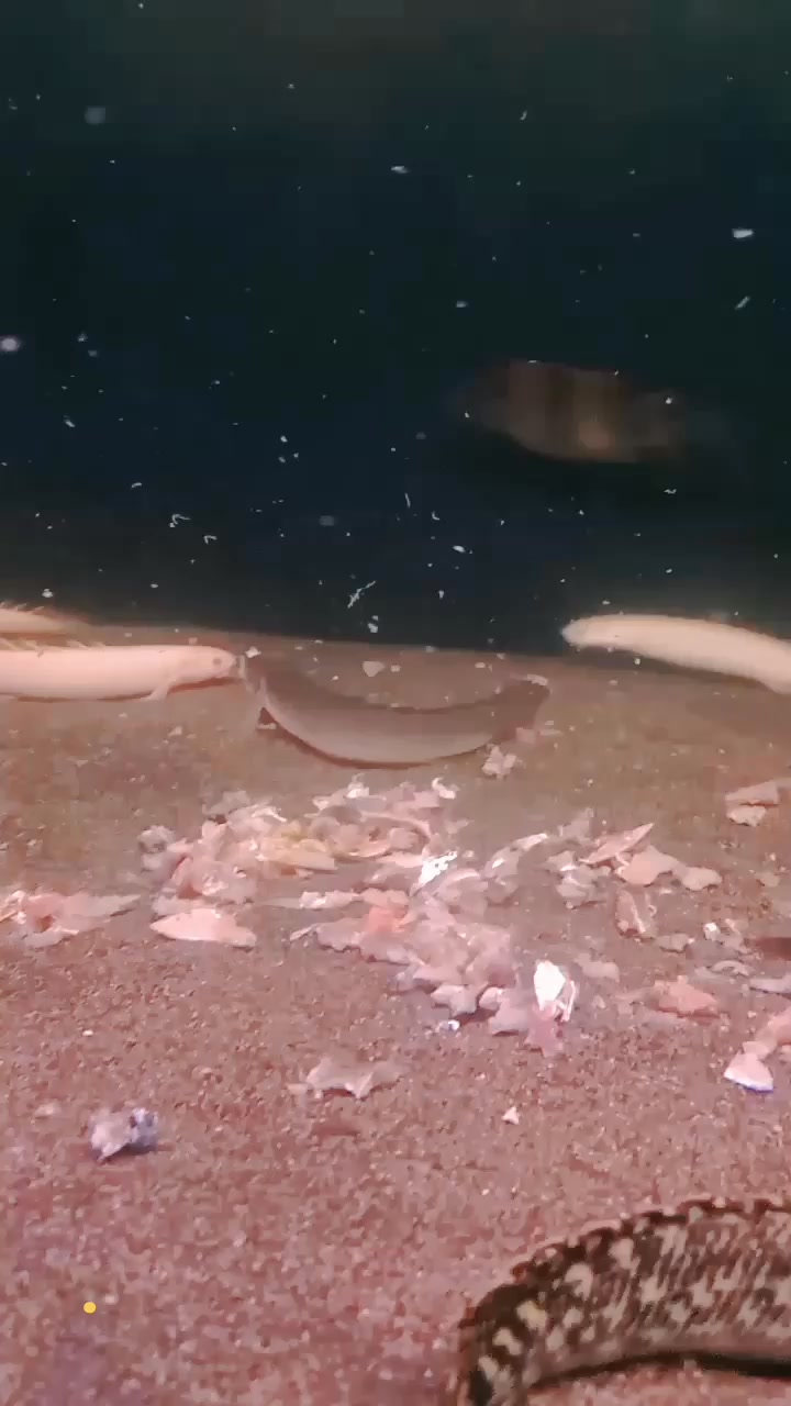 Bichir Fish: My New Favorite Aquarium Buddy #BichirNation # ...