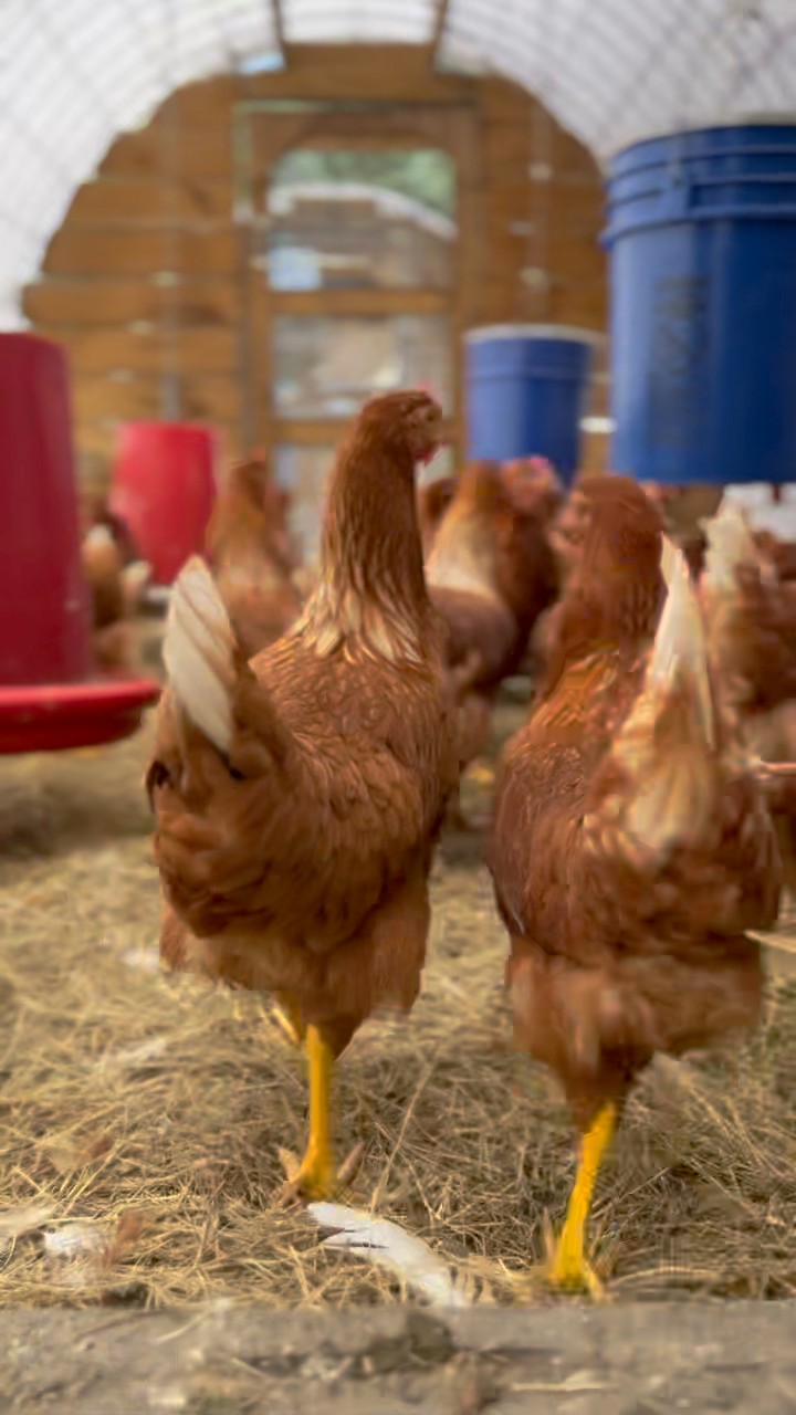 The Hyline Brown is one of the most productive breeds we raise. Under ...