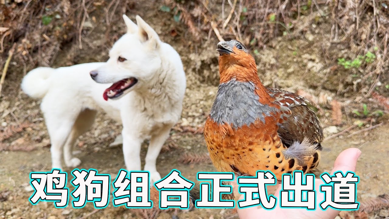 没想到狗子也学鸡哥一天到晚特别旺盛，说起来也很奇怪鸡哥害怕别的狗子唯独不怕布丁，太适合凑成一个组合了！ | 天下一场梦 | Facebook
