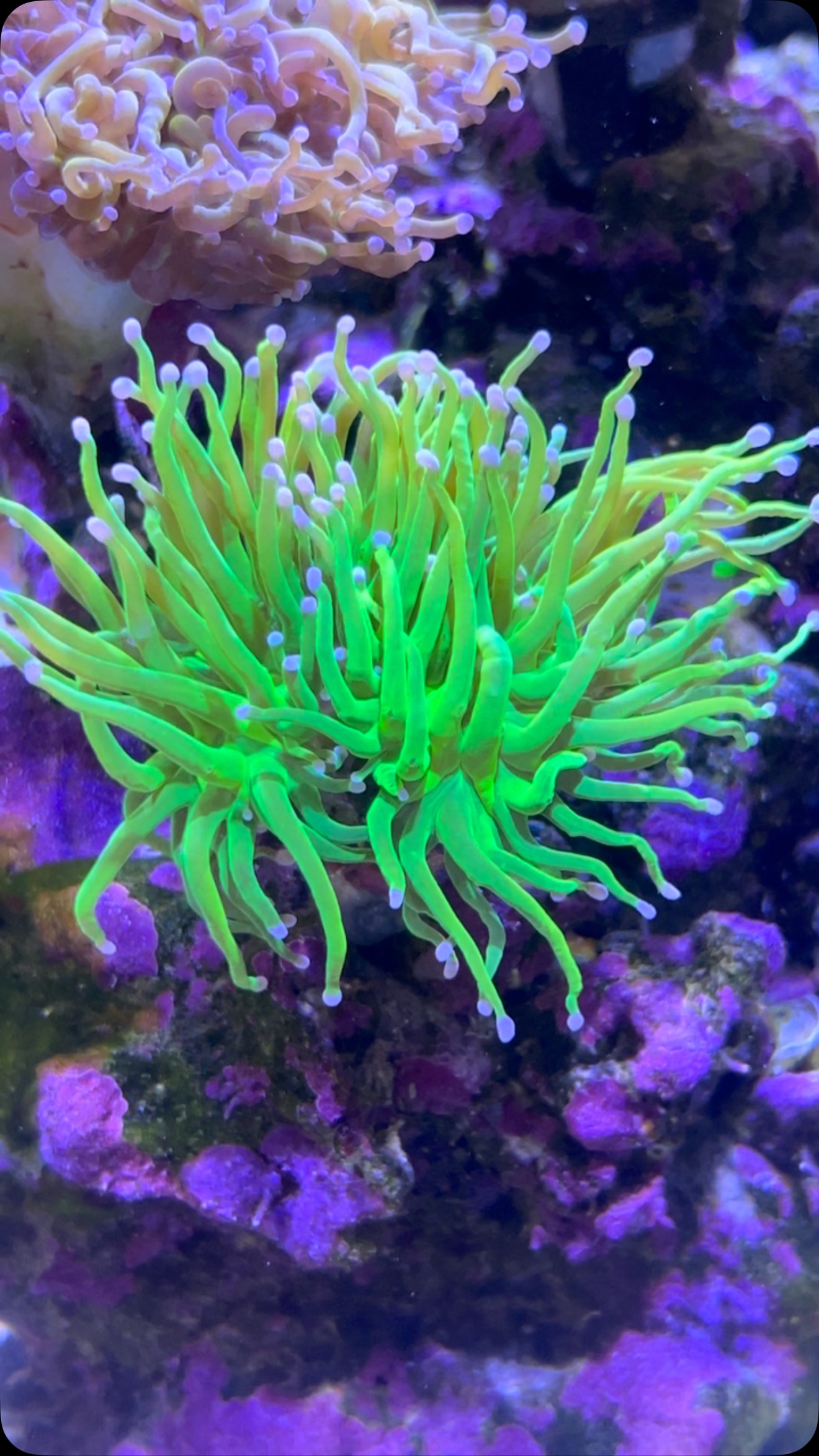 Reef eScape | Fairfax VA