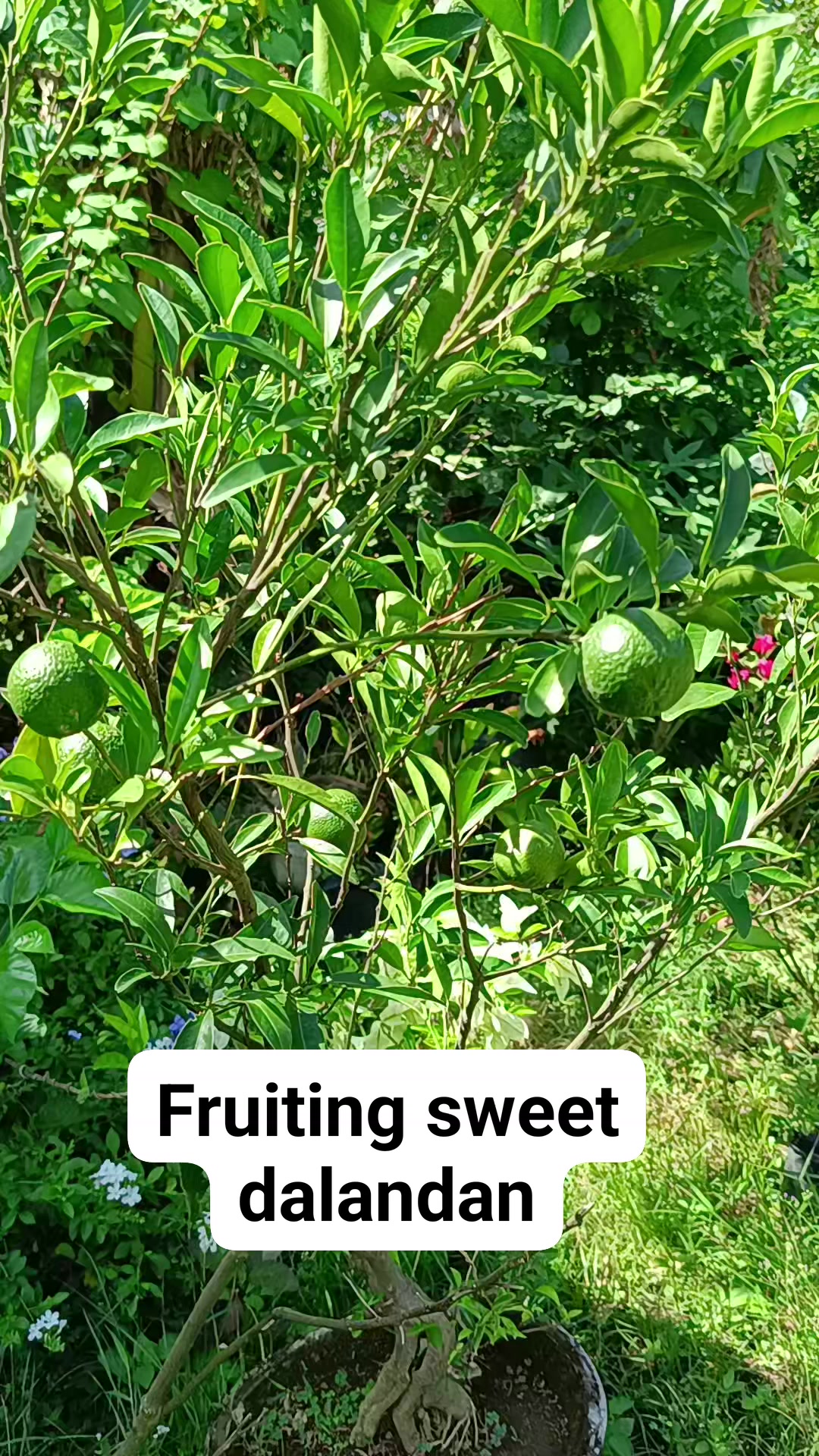 Fruiting sweet dalandan, available at Mathea's Garden For inquiries ...