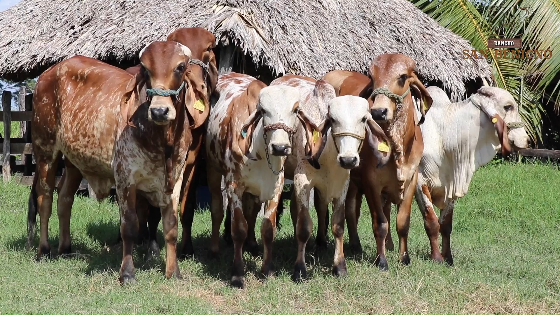 Asociación Mexicana de Criadores de Cebu - Rancho San Benigno, Criador ...