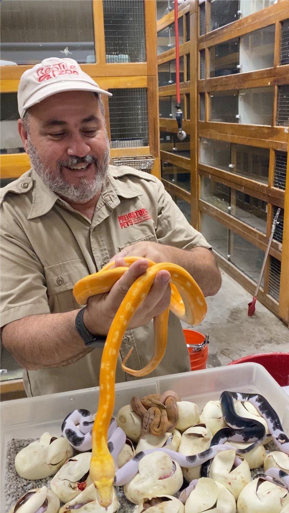 Pretty insane that these are all the same species of snake
