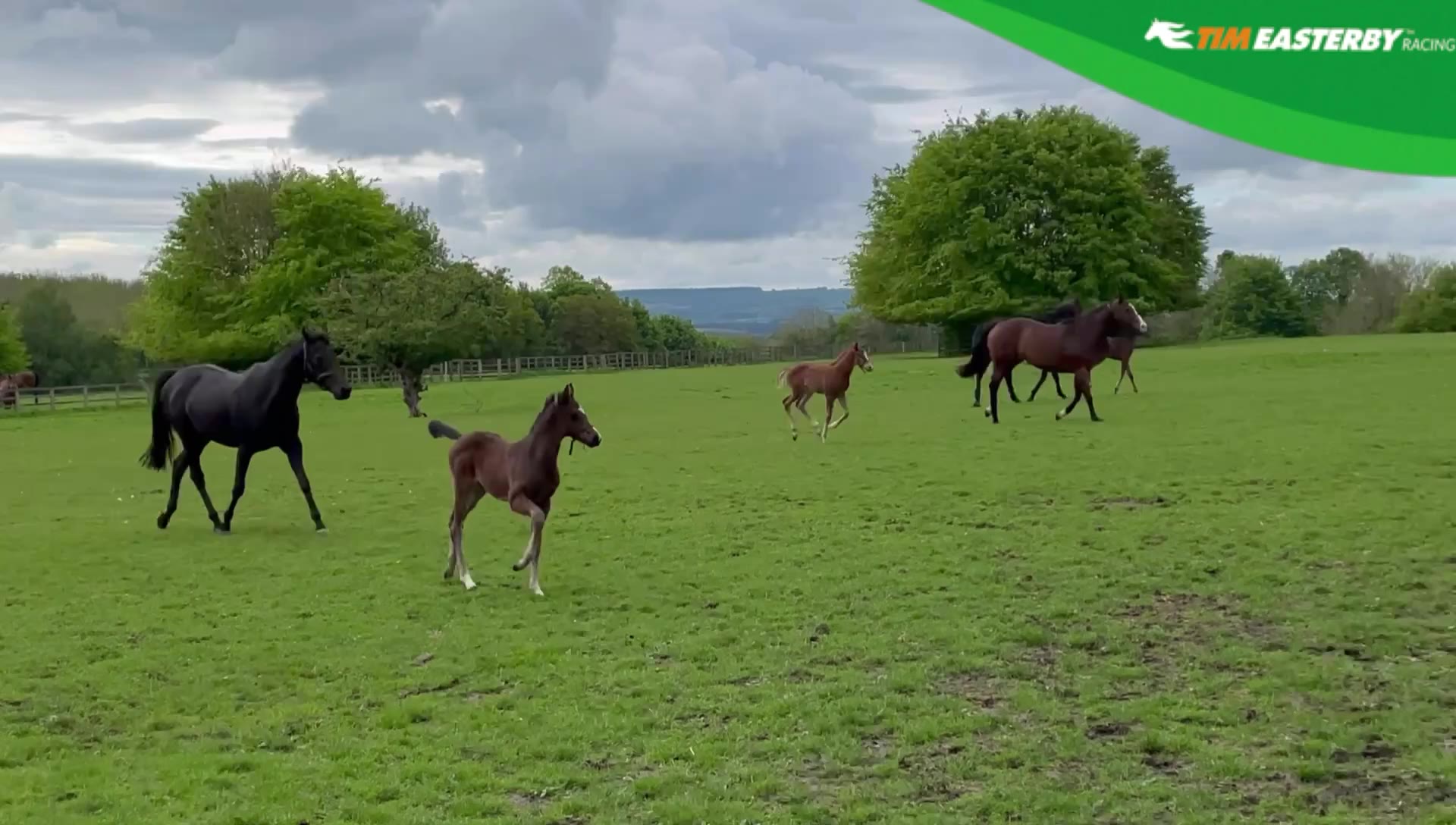 We've definitely got some future... - Tim Easterby Racing | Facebook