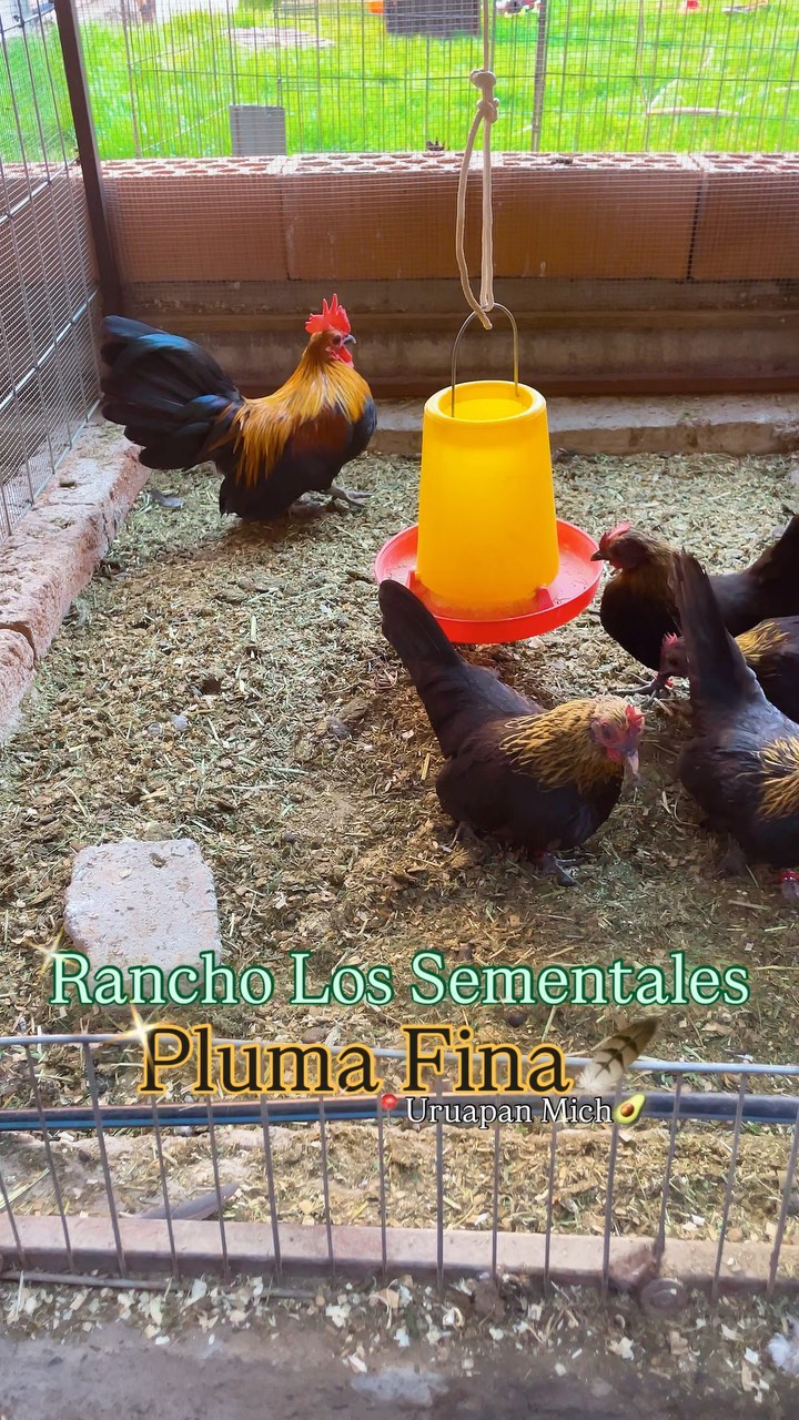 Brown Red Azteca 🇲🇽 #plumafina🪶 #rancholossementales🪶 #gallosaztecas # ...