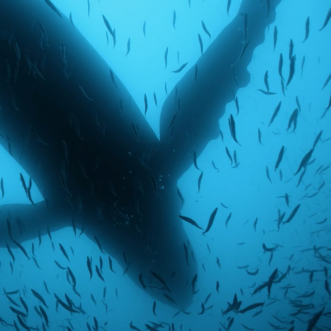 Jacques Cousteau called the Sea of Cortez the aquarium of the