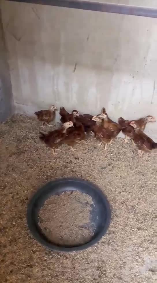 Shah Poultry | Karachi