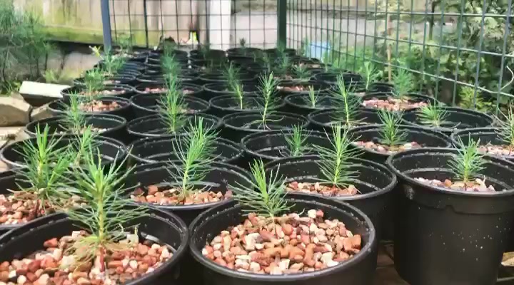 Japanese Black Pines Starter trees