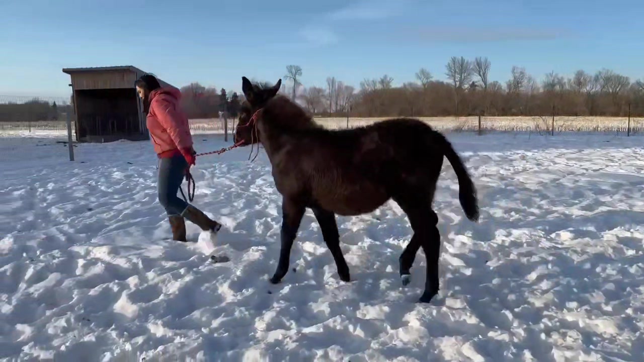 Revolution Ranch LLC | Milltown WI