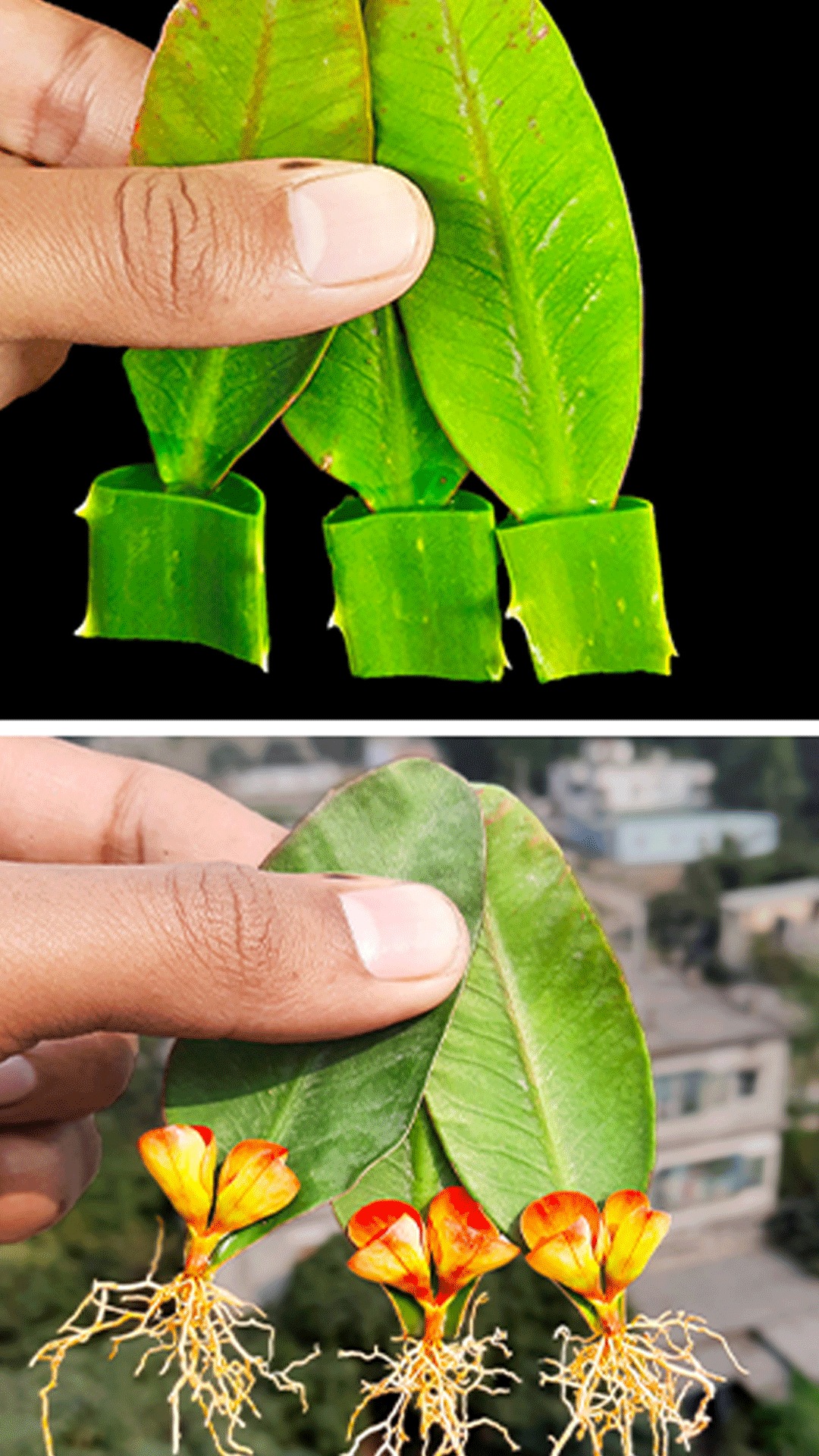 Crown Of Thorns Propagation From leaves Cutting | How To Propagate ...