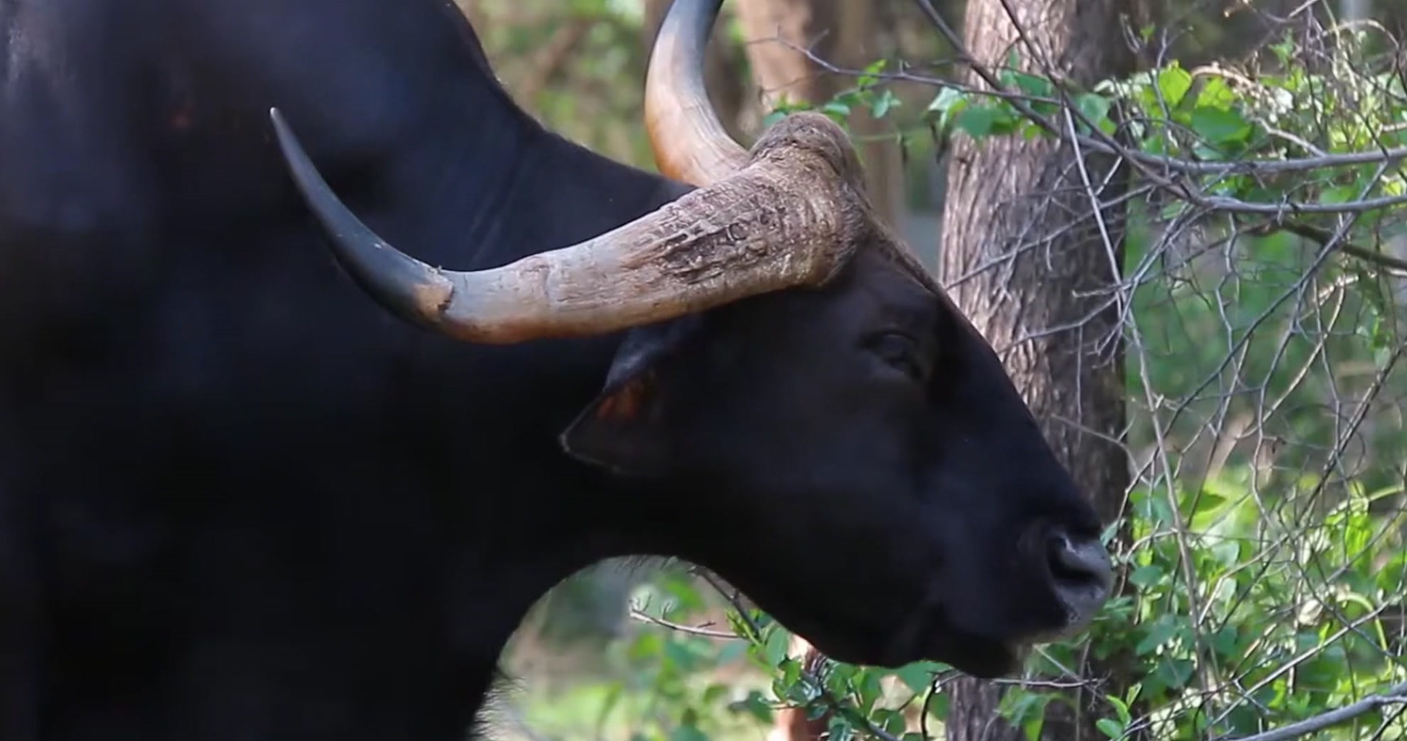 The gaur, also called the Indian bison, is at risk of extinction and is ...