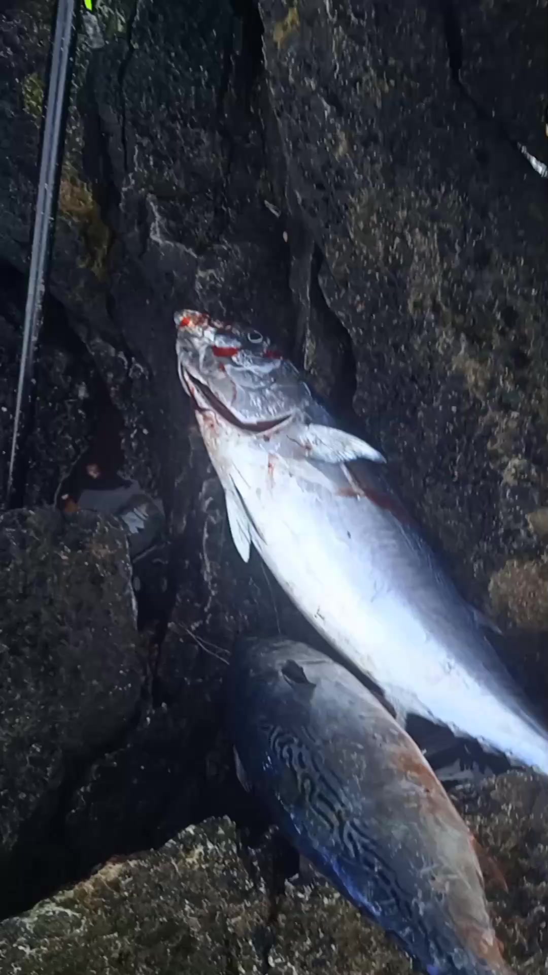 صيد بتقنية الجار للاستهداف سمك كبير في منطقة بليونش نواحي تطون 🇪🇸🇲🇦💯🎣 ...