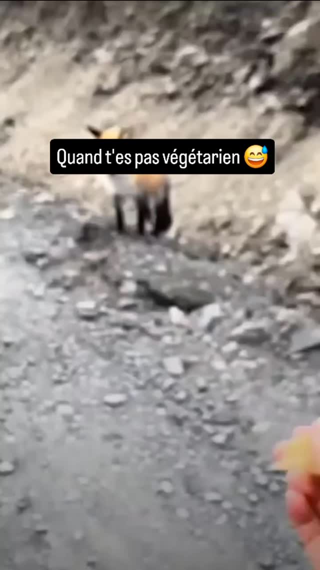Quand t'es pas végétarien 😅 #Viande #BonAppétit #plaisir #humour #humor ...