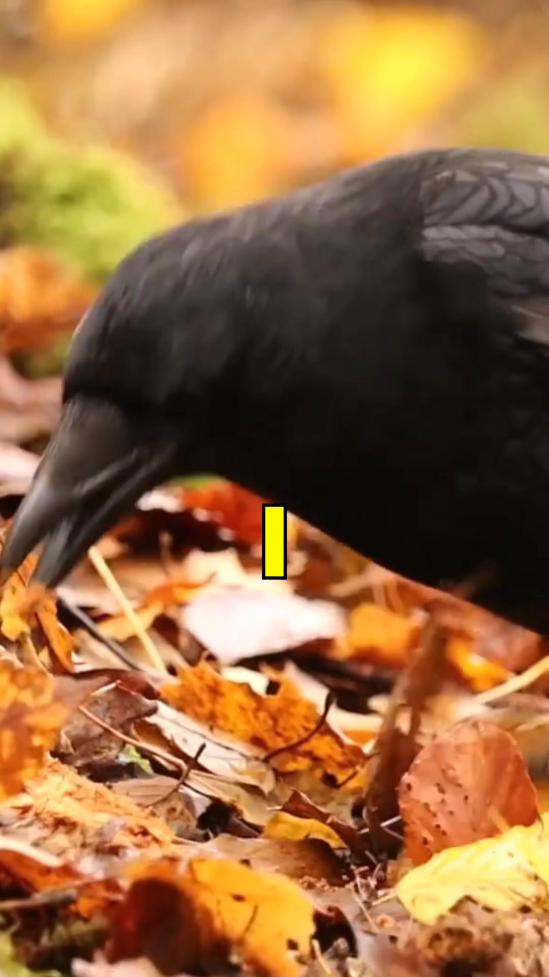 Why don’t everyone eat these? #crows #cooking #hunting | Fishin’ with ...