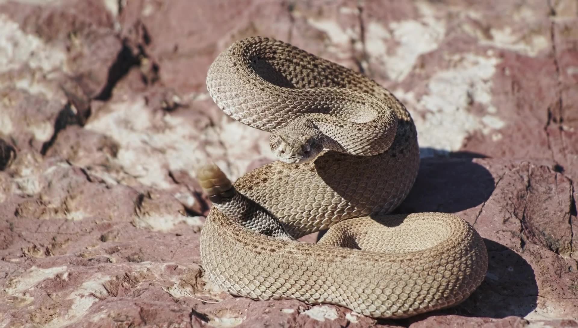 The Western Diamondback demonstrates its defense! On #WorldSnakeDay we ...