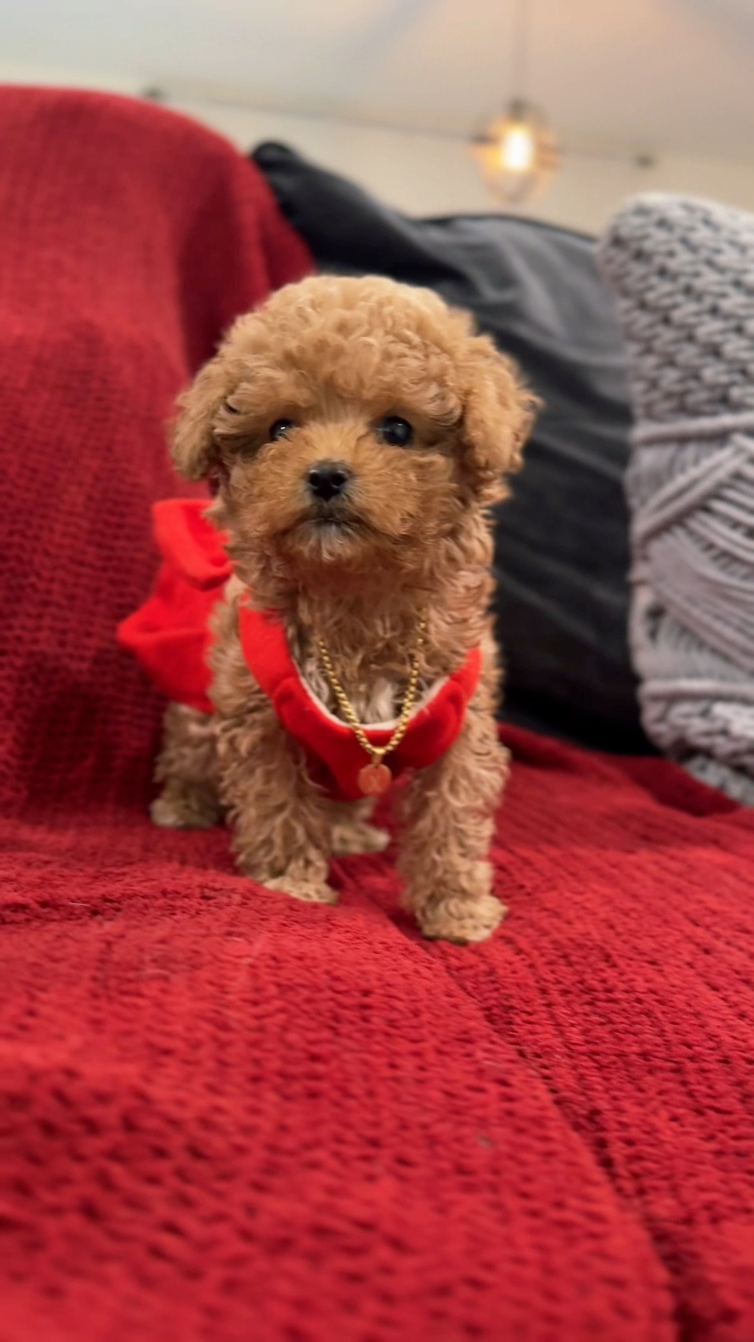 The best poodle transformations #caninecurator #poodle #toypoodle