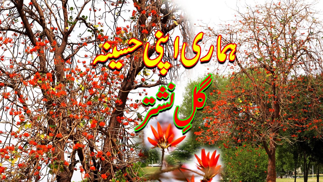 Local Beauty: Gul-e-Nishtar | Native Pedon Ki Chhaon Mein | Qamar Mehdi ...