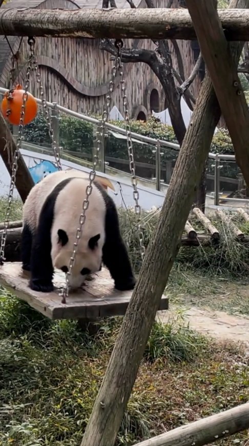 A giant panda living in Changzhou, east China's Jiangsu, loves