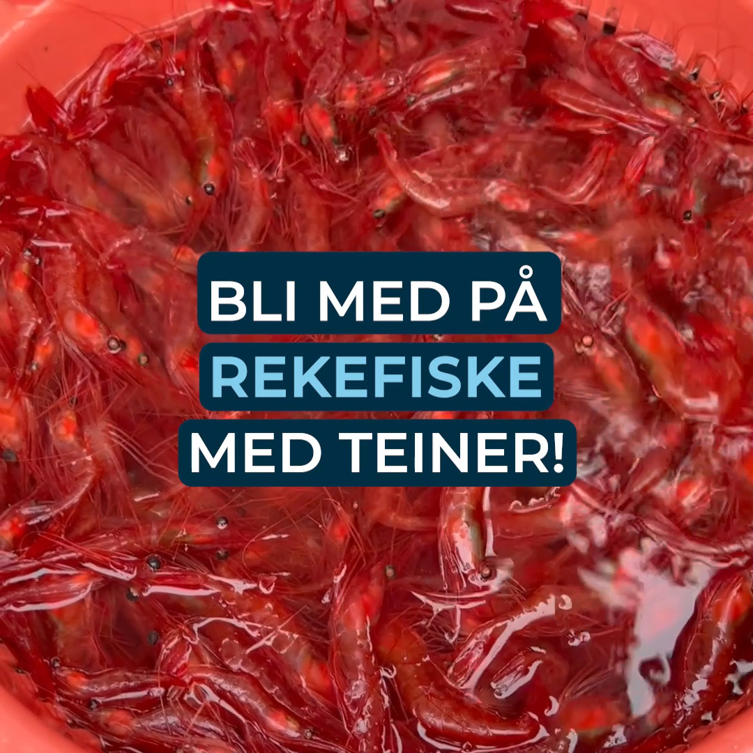 Osvald er en av få fiskere som fangster reker med teiner! Bli med på ...