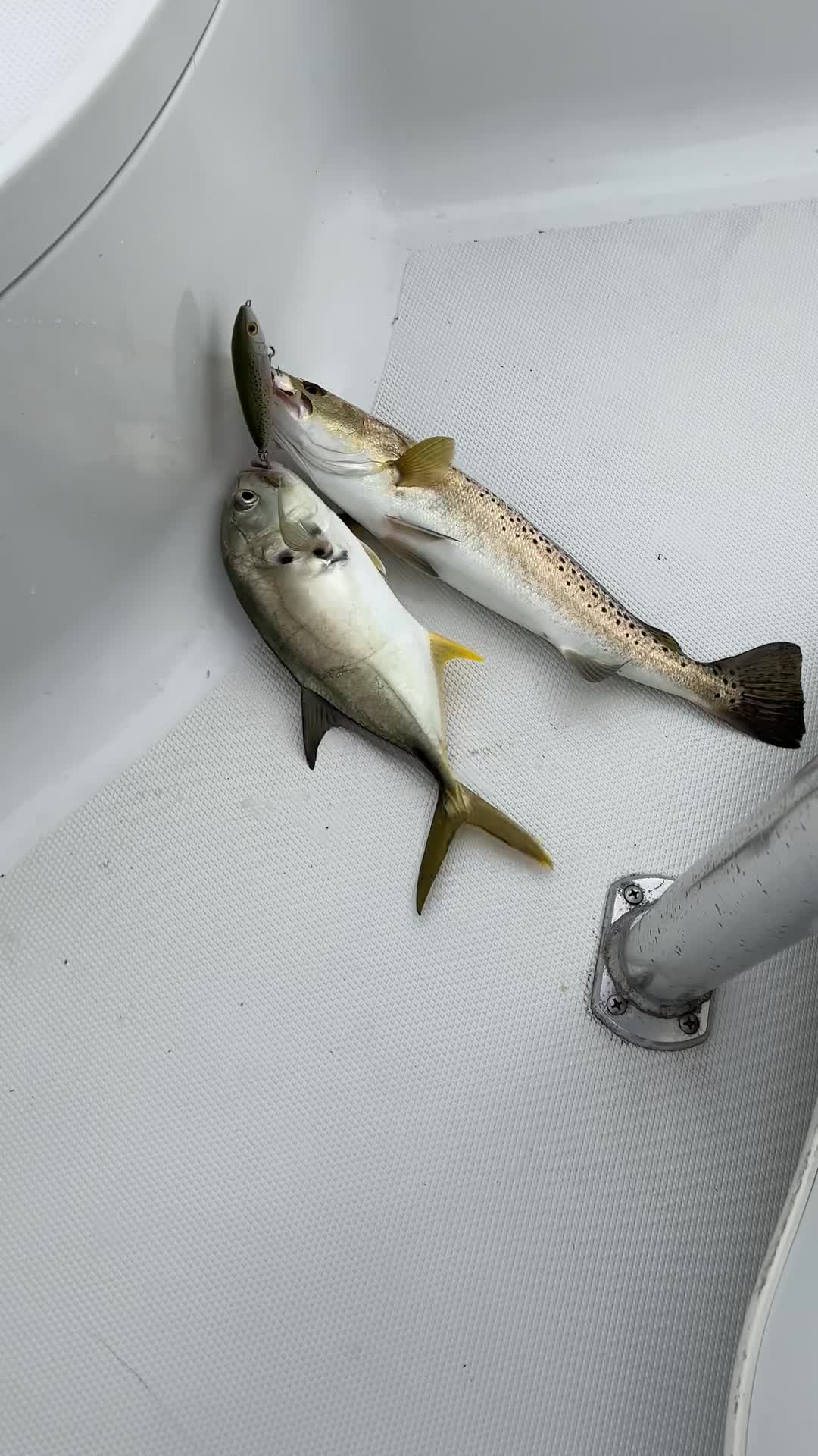bucktail-jigs-saltwater-hair-jigs-head -fishing-lures-assorted kit Sports & Outdoors Premium high carbon steel Coeur Beatin' the Bank with Style:30