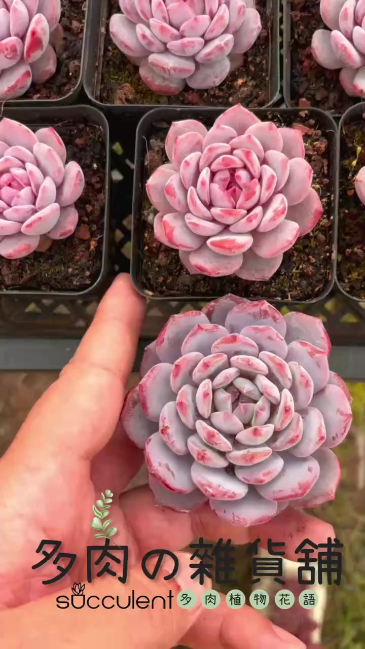 5年前繁殖出来的品种，这次终于养出状态来了😍 #星星橙| 多肉杂货铺