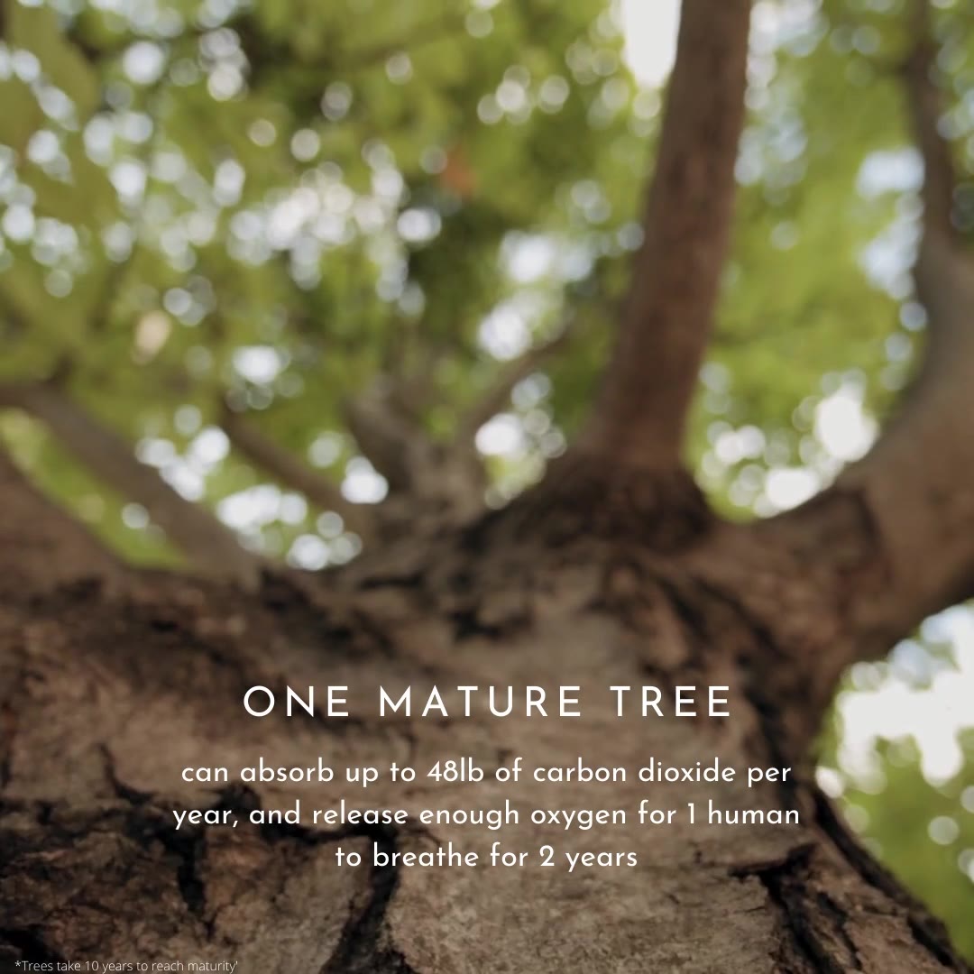 GlobalTrees