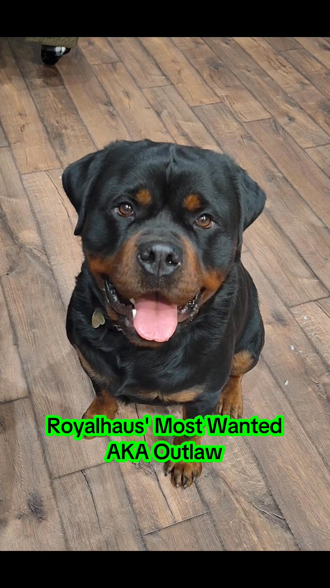 Royalhaus Rottweilers - Indiana | Boonville IN