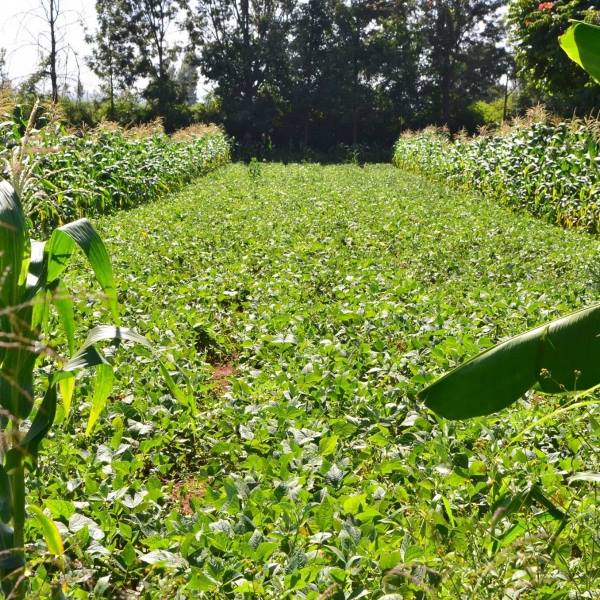 Samar Farm | Maragua
