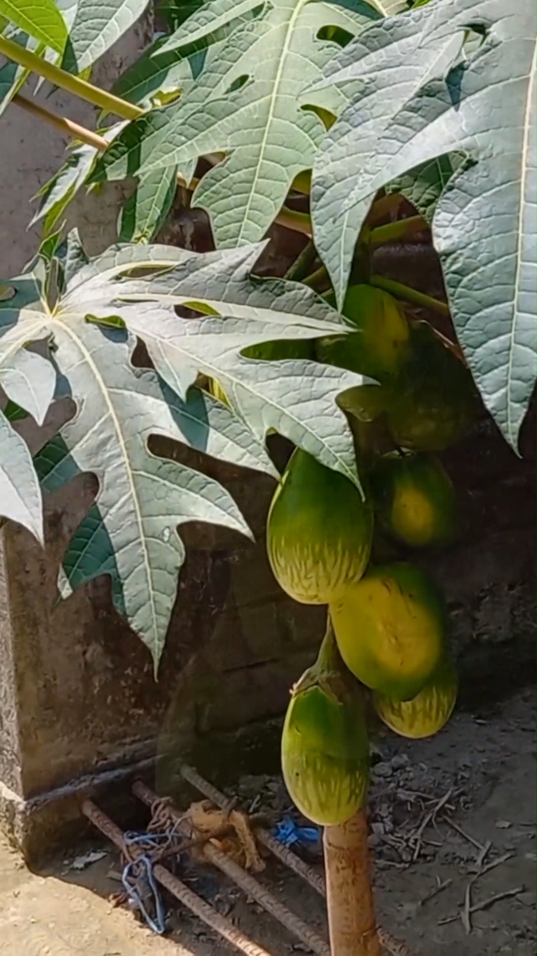 Simple Method To Propagate Grape Tree With Water | Rana Craft | Facebook