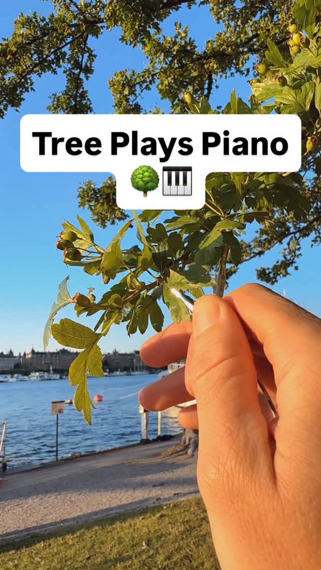 A tree plays piano. This tree’s subtle electrical signals are being ...