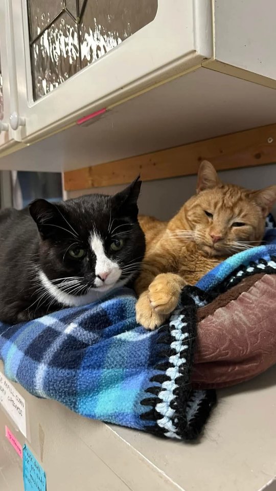 Photo inspiration: Feline Retrovirus Symptoms In Cats Home Symptoms At Home Reference: Welcome To The Feline Immunodeficiency Virus Areas At The Raps