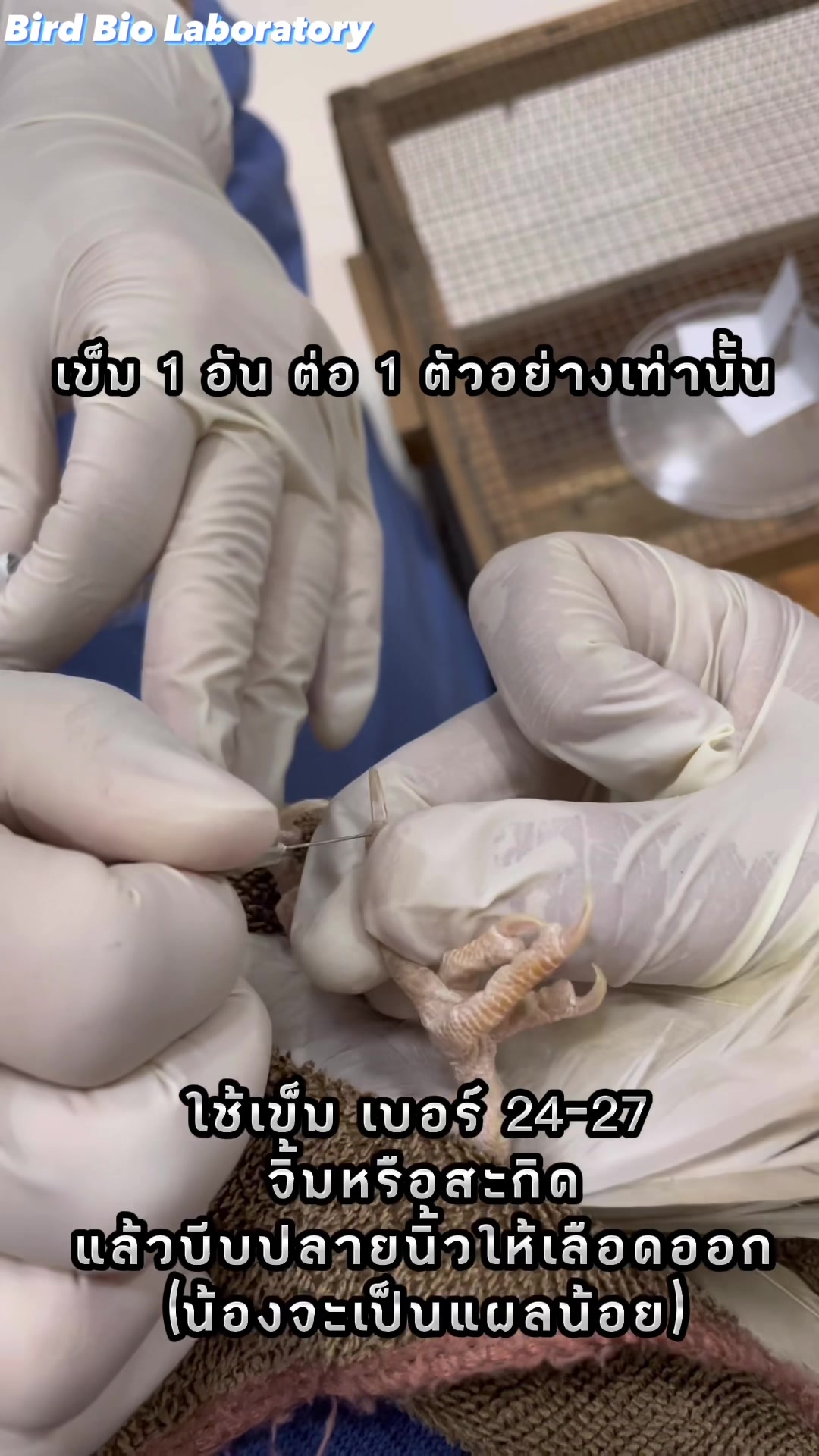 วิธีการตรวจเพศนกจากเลือดสะด... - Bird Bio Laboratory ตรวจเพศนก | Facebook