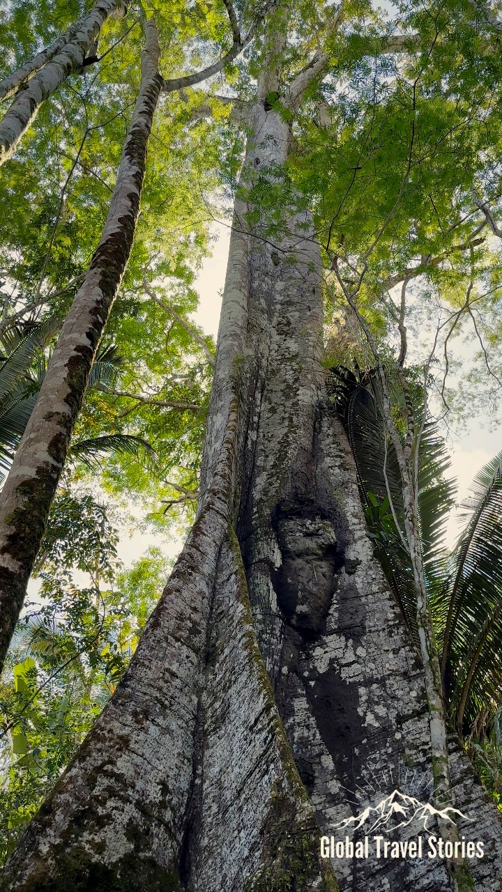 The Amazon