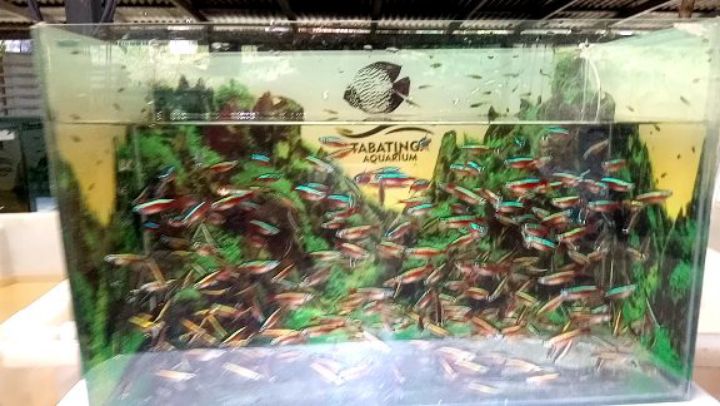 Tabatinga Aquarium