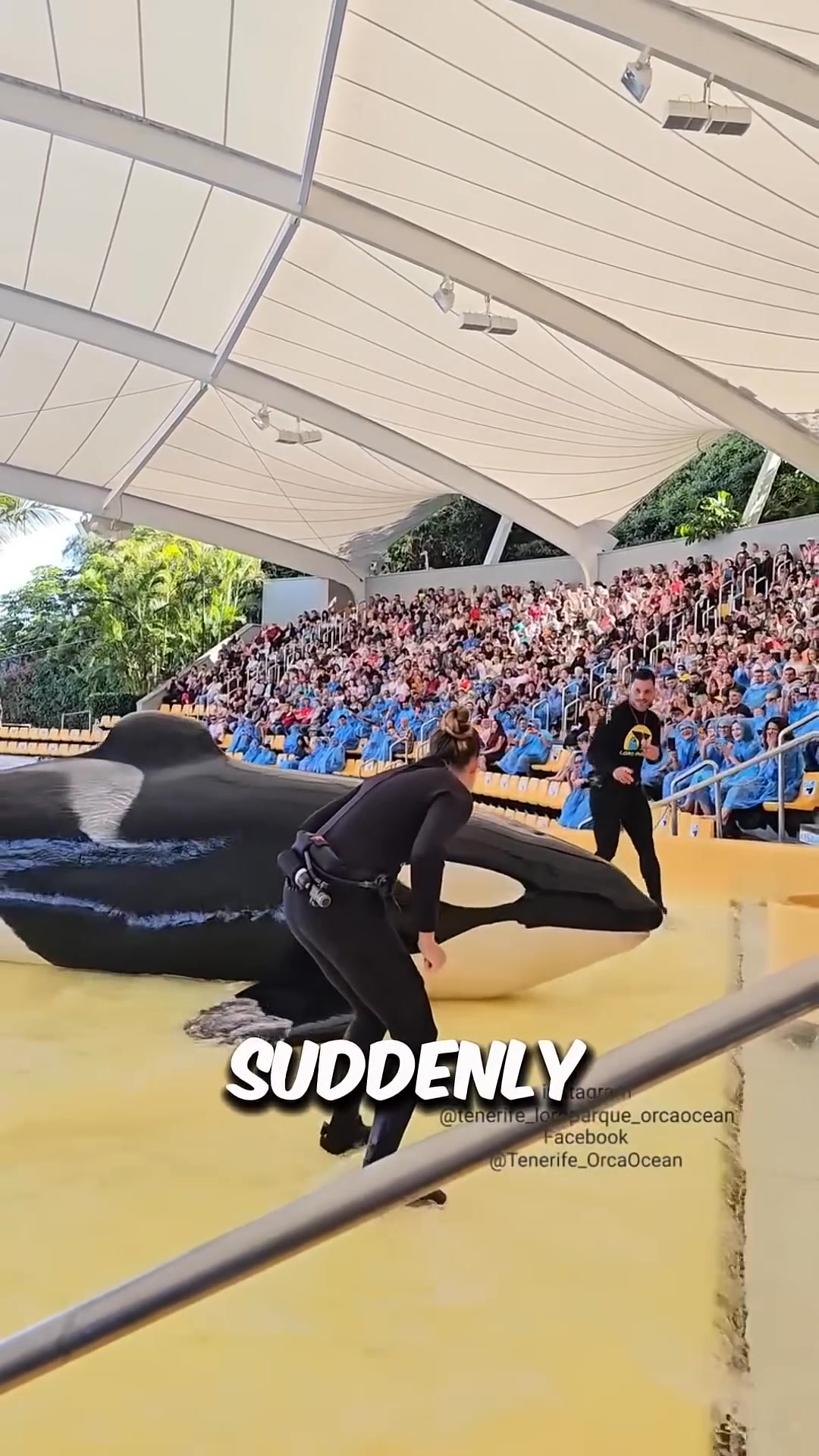 BEST Orca Performance EVER! 🐋 | Top Meaning | Facebook