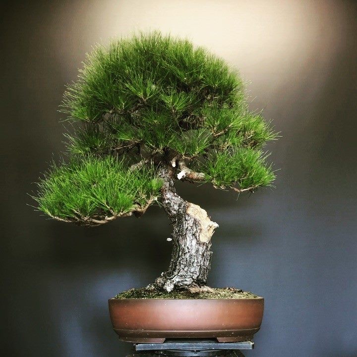 Pinus radiata or Monterey Pine. This thing is a beast! Forming some ...