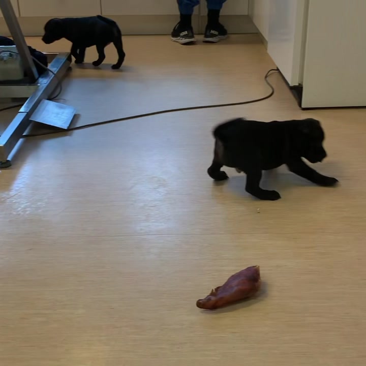 Herlige valper fikk vaksine og ID merker hos oss i dag! Alle var trygge ...
