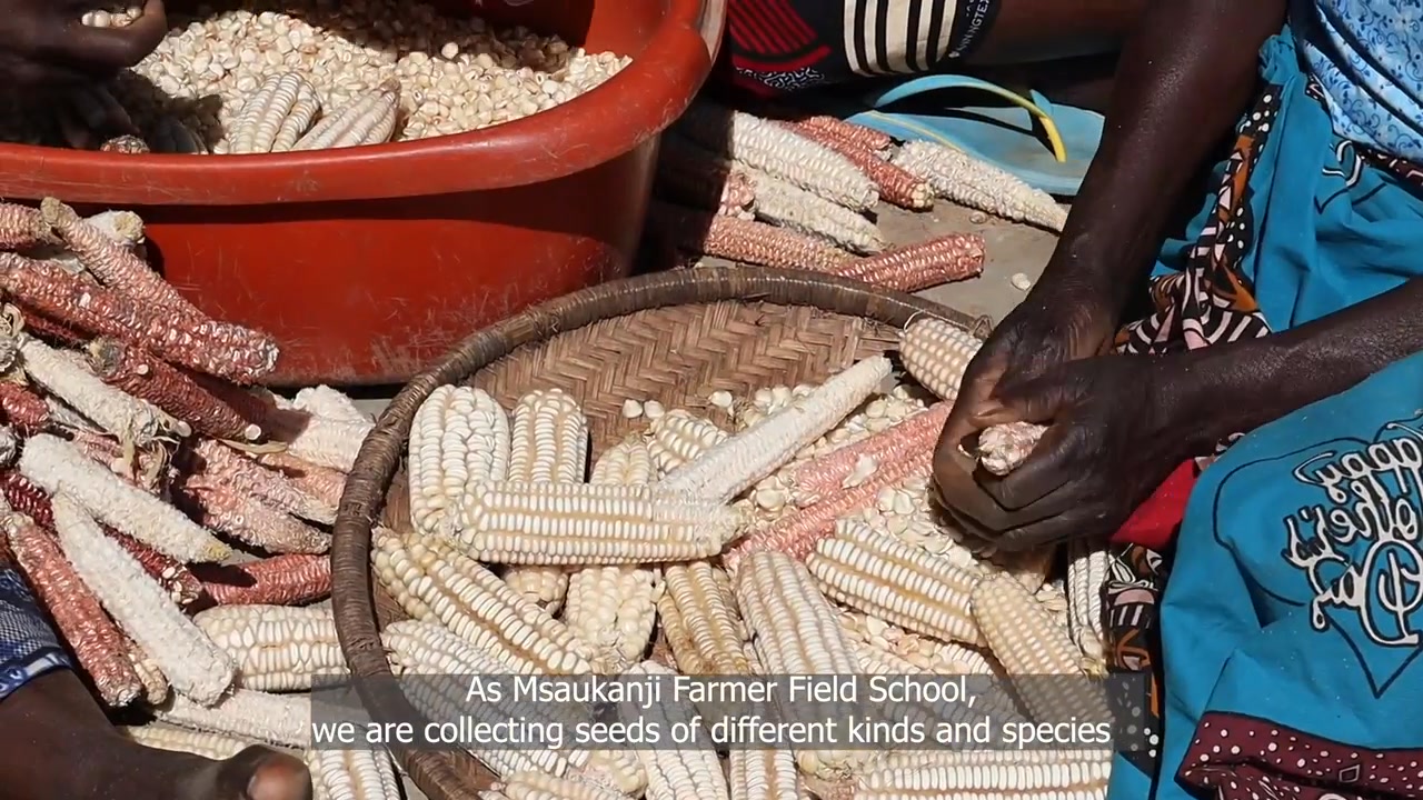 🎥How JCED is promoting Biological Diversity through Tasintha Mlimi ...