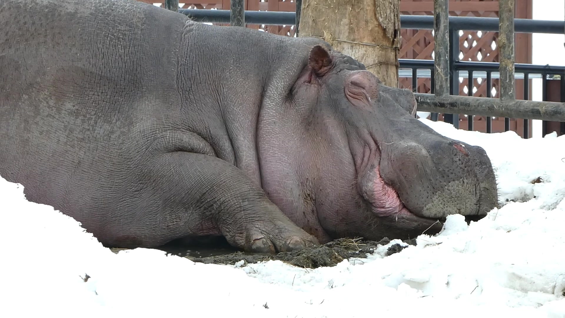 本日のカバの百吉🦛💤 ロードヒーティングの上で寝ていました。 #旭山動物園 #asahiyamazoo #カバ #hippopotamus ...