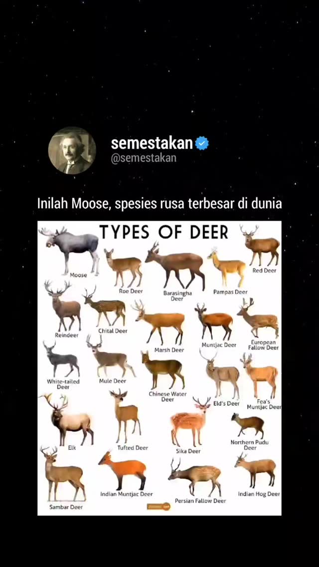 Moose adalah jenis rusa terbesar di dunia, bahkan bisa tumbuh setinggi ...