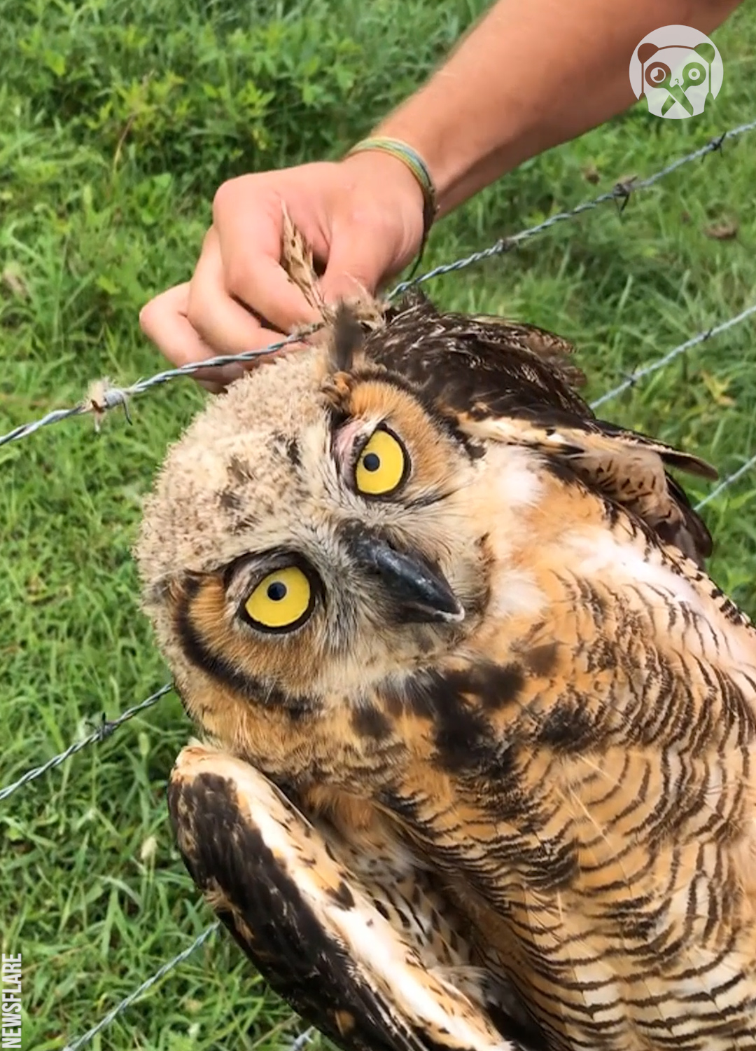 Man got bitten by owl after rescuing it | Bored Panda Animals | Facebook