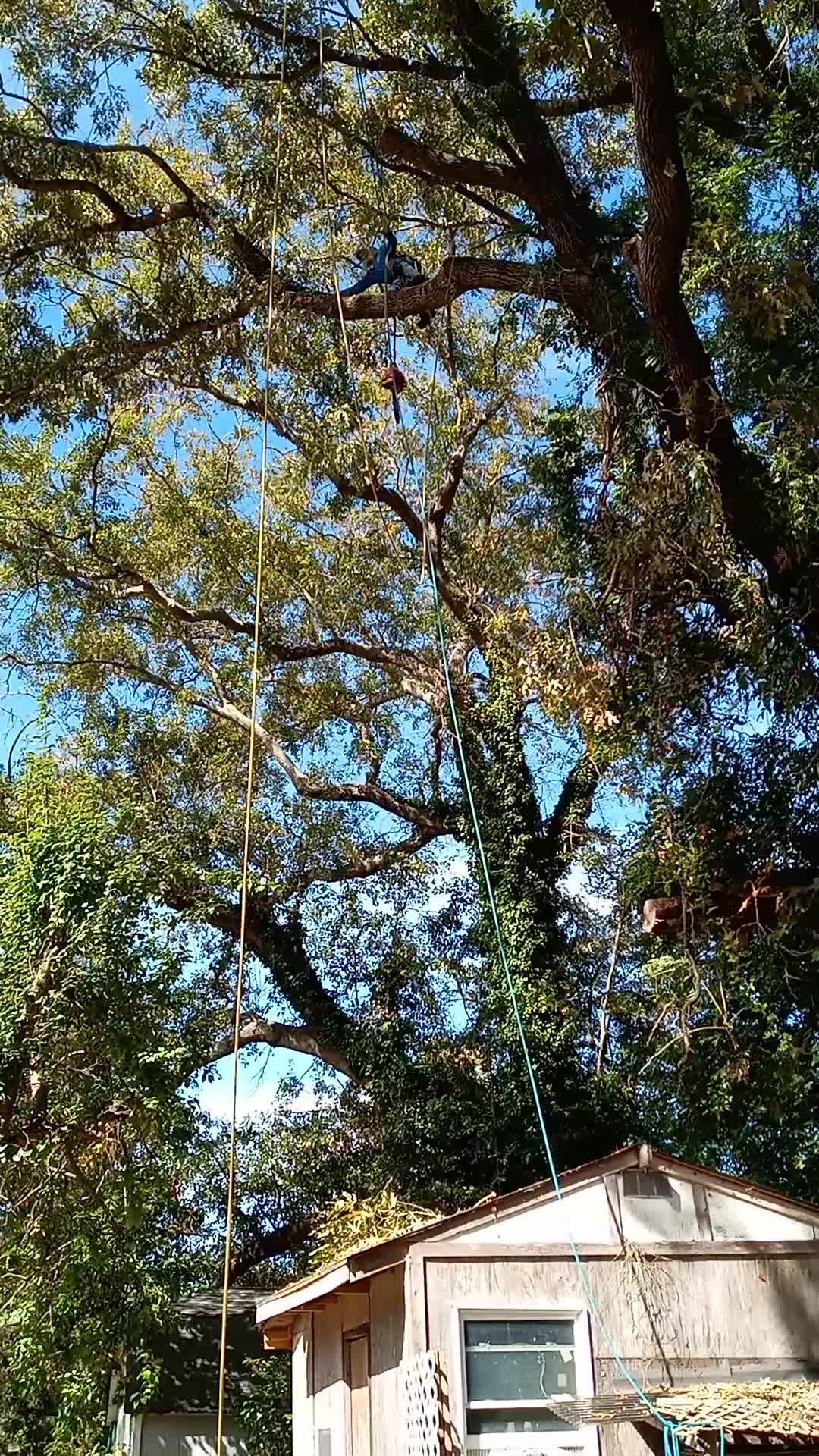 COLTS Tree Service - Home